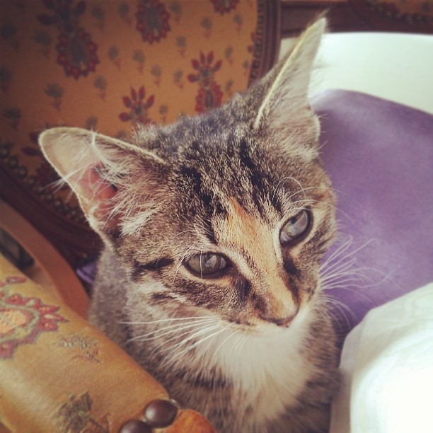 555947_548493285223594_2078114973_n